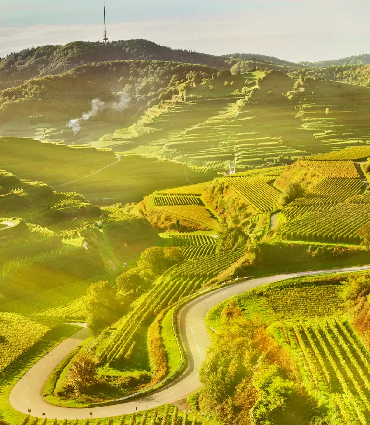 Typische Kaiserstühler Weinbergterassen mit einer schmalen Straße im Vordergrund und dem Funkturm auf dem Berg Totenkopf im Hintergrund